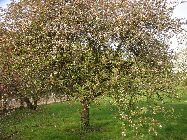 Malus floribunda